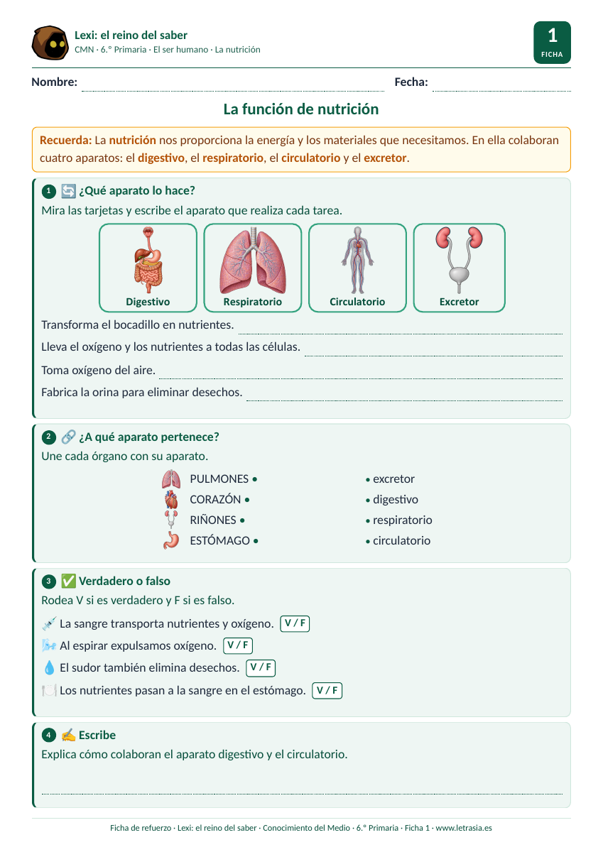 Ficha de Conocimiento del Medio de 6.º de Primaria sobre la función de nutrición con tarjetas de los aparatos digestivo, respiratorio, circulatorio y excretor