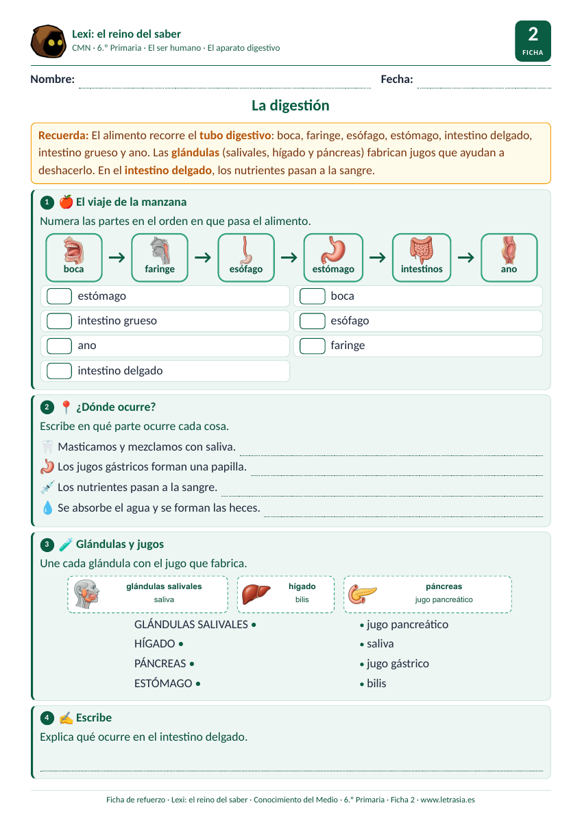 Ficha de Conocimiento del Medio de 6.º de Primaria sobre la digestión: recorrido del tubo digestivo ilustrado y glándulas digestivas