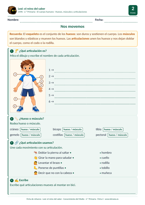 Ficha de Conocimiento del Medio de 2.º de Primaria sobre huesos, músculos y articulaciones con un dibujo del cuerpo de un niño con las articulaciones numeradas