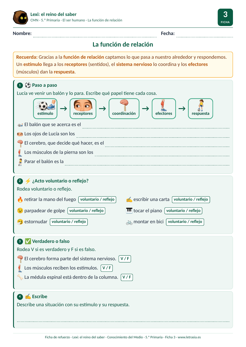 Ficha de Conocimiento del Medio de 5.º de Primaria sobre la función de relación: estímulo, receptores, coordinación, efectores y respuesta con un ejemplo ilustrado