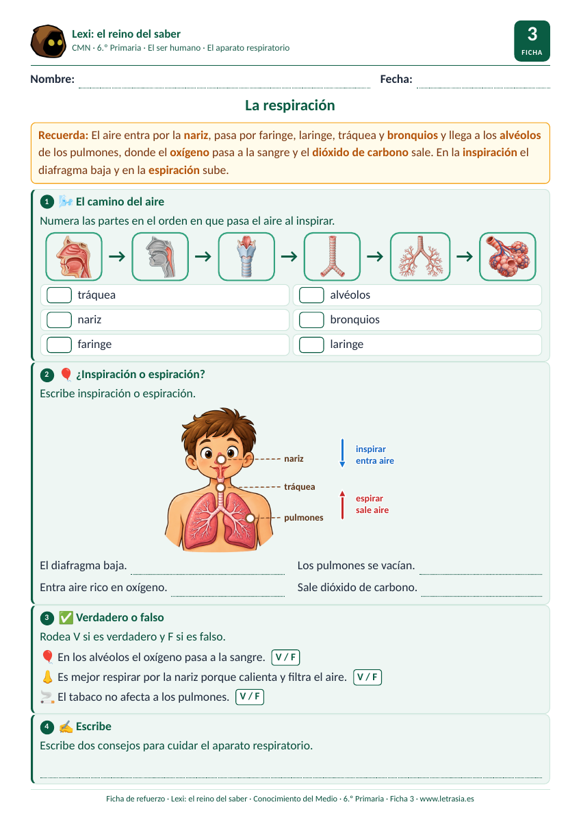 Ficha de Conocimiento del Medio de 6.º de Primaria sobre la respiración: camino del aire ilustrado, inspiración y espiración