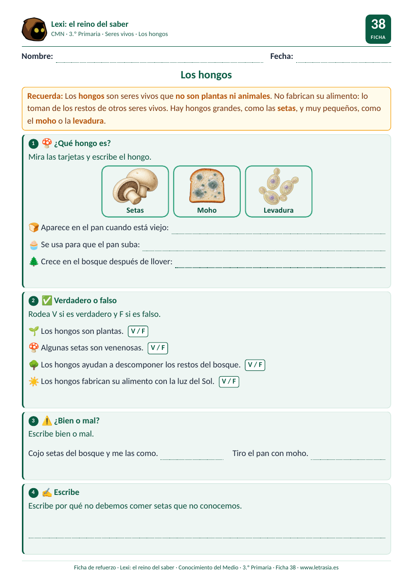 Ficha de Conocimiento del Medio de 3.º de Primaria sobre los hongos: setas, moho y levadura