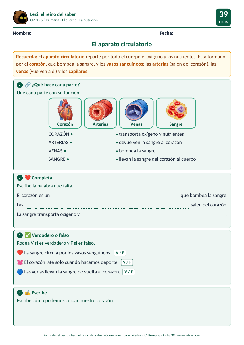 Ficha de Conocimiento del Medio de 5.º de Primaria sobre el aparato circulatorio: corazón, arterias, venas y sangre