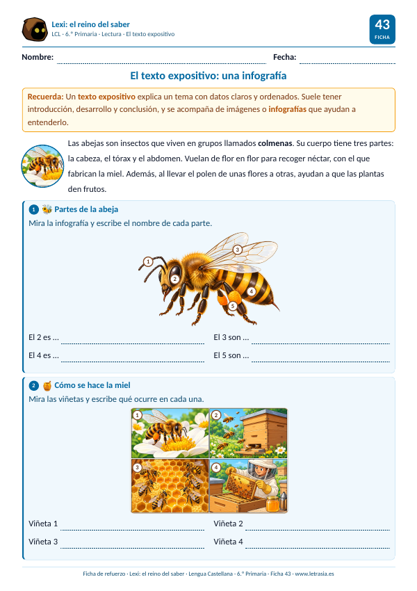 Ficha de Lengua de 6.º de Primaria sobre el texto expositivo con una infografía de las partes de la abeja y cuatro viñetas de cómo se hace la miel