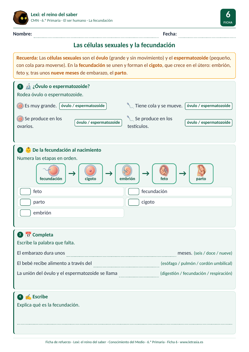 Ficha de Conocimiento del Medio de 6.º de Primaria sobre las células sexuales y la fecundación con la secuencia ilustrada del cigoto al nacimiento